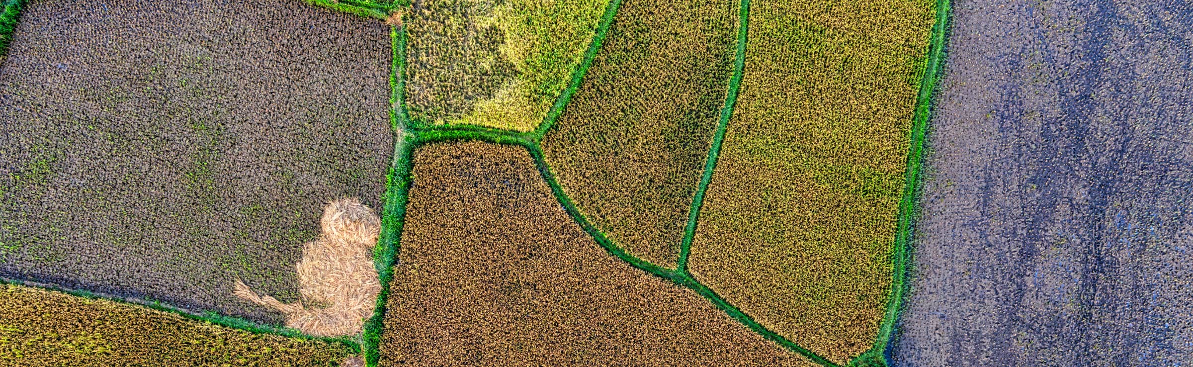 Immagine hero ruralities