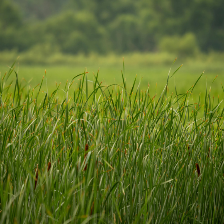 Immagine ruralities box 3