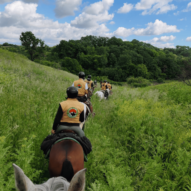 horse-experience.png